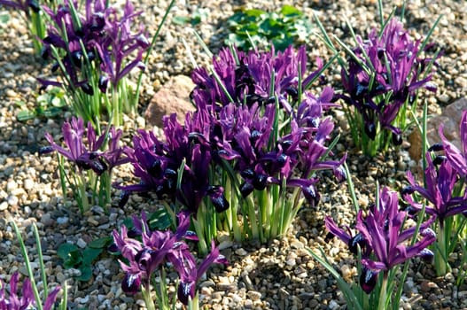 Zwergiris  Iris reticulata