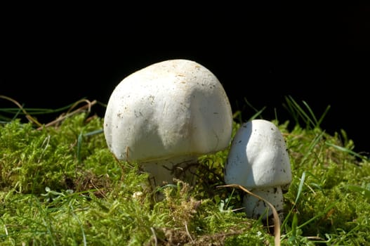 wiesenchampignon