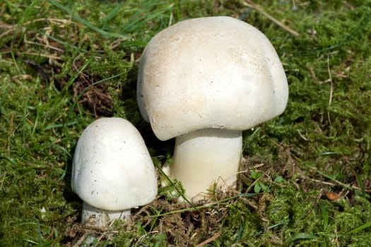 Wiesenchampignon