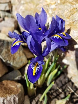Zwergiris, Iris, reticulata