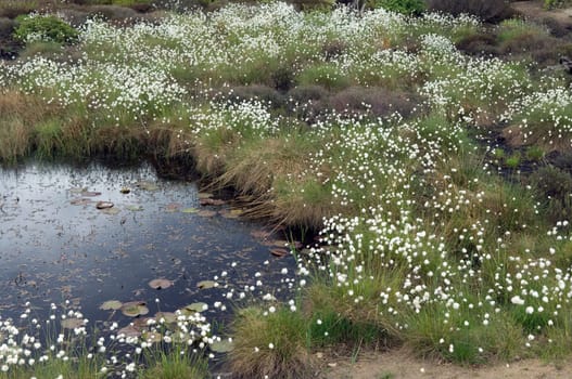 wollgras  eriophorum