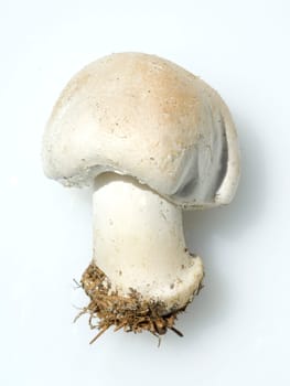 Wiesenchampignon, Agaricus campestris