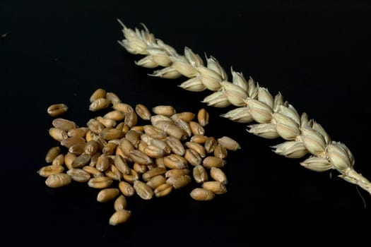Weizenkoerner, Weizen, Triticum, aestivum