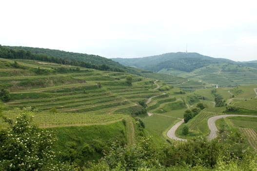 Weinterrassen, Weinanbaugebiet, Weinberg, Terrassen, Kaiserstuhl