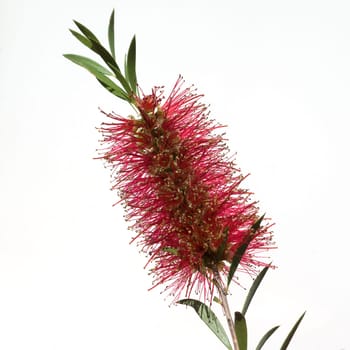 Zylinderputzer, Callistemom citrinus