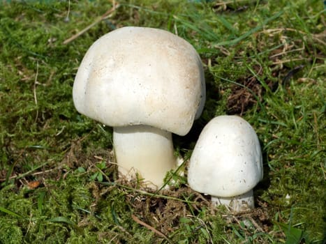 Wiesenchampignon, Agaricus campestris