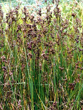 Zweischneidige Binse  Juncus anceps