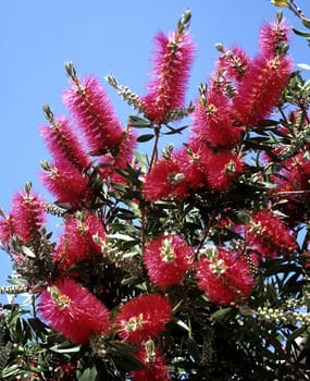 Zylinderputzer, Callistemom citrinus, Balkonblumen, Blumen auf Terrasse, Gartenblumen, K¸belpflanzen, Mittelmeer.