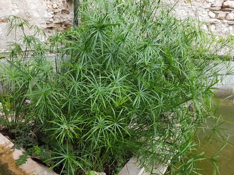 Zypergras, Cyperus, alternifolius, Wasserpflanze