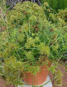 Zypergras, Cyperus cultivars, Nabucco, Wasserpflanze