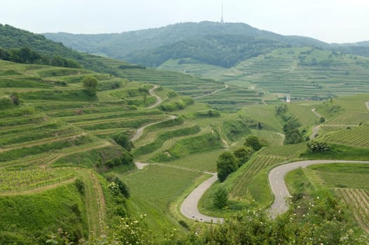 Weinterrassen, Weinanbaugebiet, Weinberg, Terrassen, Kaiserstuhl