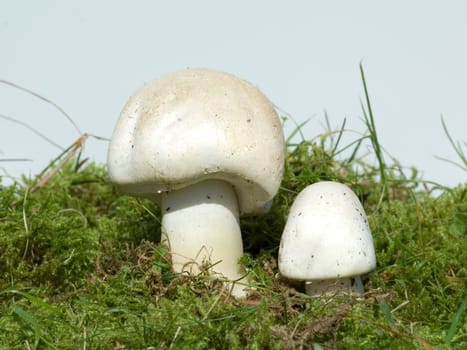 wiesenchampignon