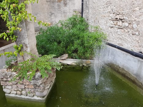 Zypergras, Cyperus, alternifolius, Wasserpflanze