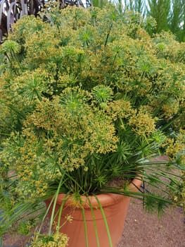 Zypergras, Cyperus cultivars, Nabucco, Wasserpflanze