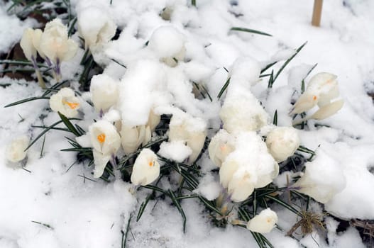 Krokusse, Schnee