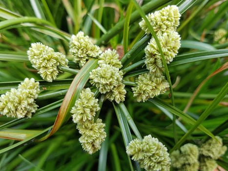Zypergras, Cyperus, Aida, Wasserpflanze