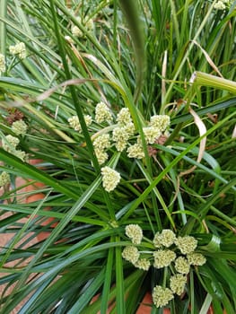 Zypergras, Cyperus, Aida, Wasserpflanze