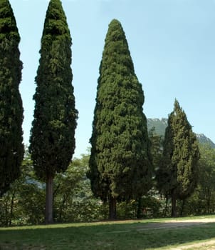 Zypressen  Cupressus sempervirens