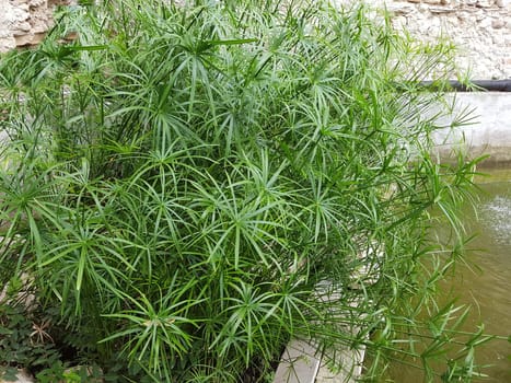 Zypergras, Cyperus, alternifolius, Wasserpflanze