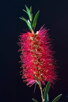 Zylinderputzer, Callistemom citrinus
