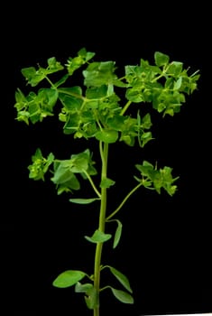 Zypressenwolfsmilch  Euphorbia cypressias