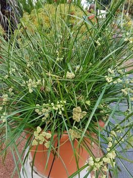 Zypergras, Cyperus, Aida, Wasserpflanze
