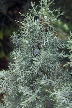 Zypresse  Cupressus arizonica Glauca