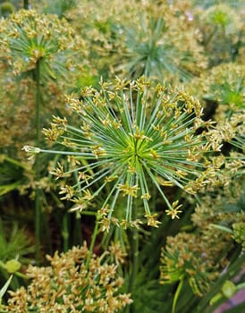 Zypergras, Cyperus haspan, Wasserpflanze
