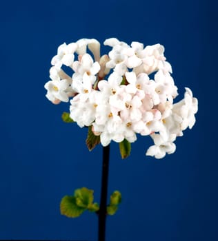 winterschneeball, viburnum carlesii