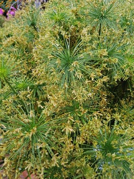 Zypergras, Cyperus, Kleopatra, Wasserpflanze