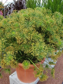 Zypergras, Cyperus, Kleopatra, Wasserpflanze