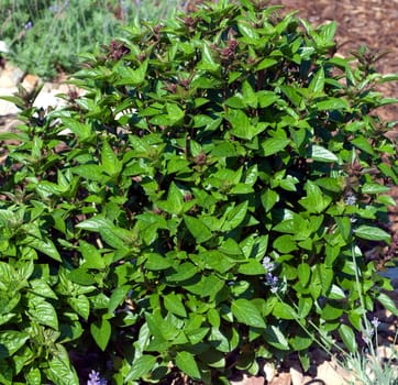 Zyprisches Strauchbasilikum, Ocimum species