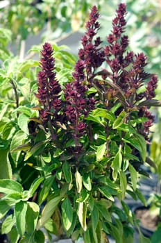 Zyprisches Strauchbasilikum, Ocimum species