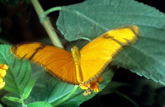 schmetterling fackel  Dryas, julia