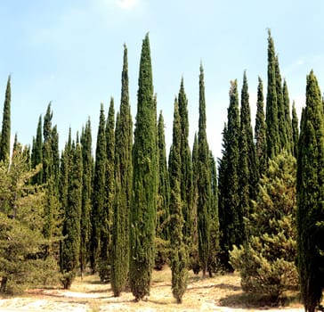 Zypressen  Cupressus sempervirens