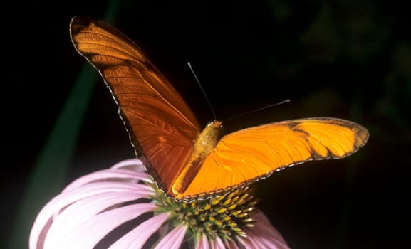 schmetterling fackel  Dryas, julia