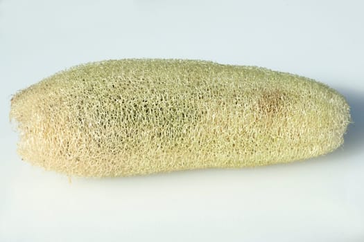 schwammkuerbis  luffa
