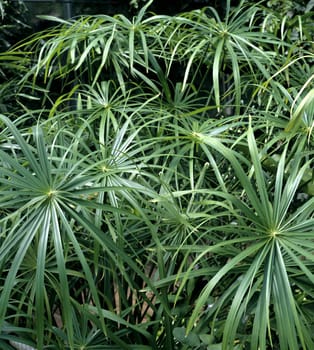 Zypergras, Cyperus, alternifolius