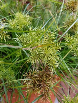 Zypergras, Cyperus cultivars, Nabucco, Wasserpflanze