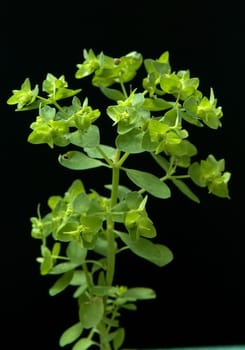 Zypressenwolfsmilch  Euphorbia cypressias, Heilpflanzen