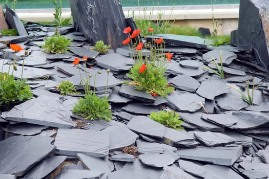 schiefersteingarten, Islaendischer Mohn