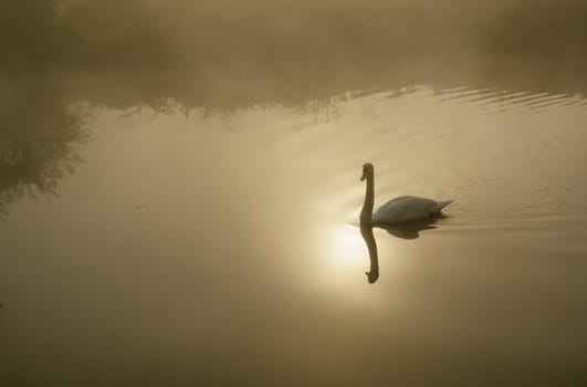 Schwan