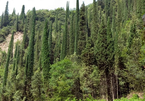 Zypressen  Cupressus sempervirens