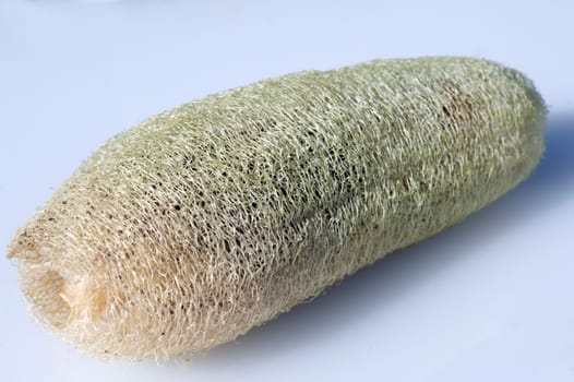 schwammkuerbis  luffa