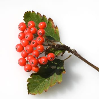 schwedische mehlbeere
