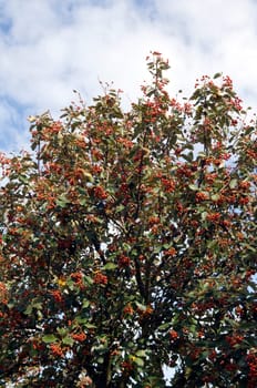 schwedische mehlbeeren