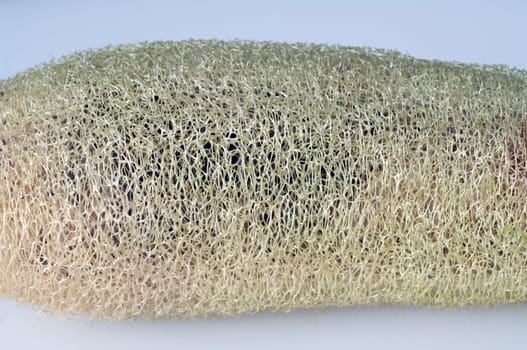 schwammkuerbis  luffa