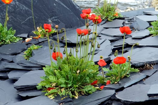 schiefersteingarten, Islaendischer Mohn