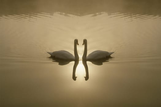Schwan, Fotomontage