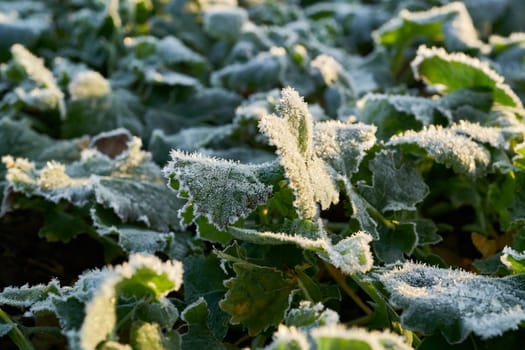 Rape plants in a field on a cold winter morning